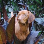 A Vizsla sitting amidst plants.
