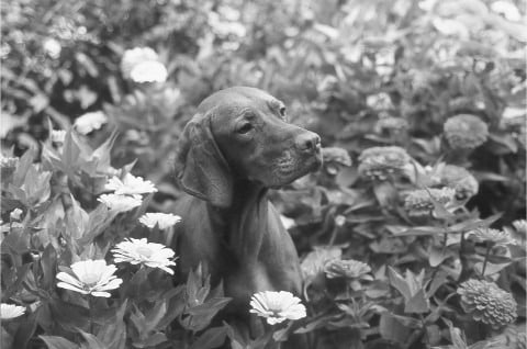 Find a Breeder or Rescue