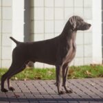 A Weimaraner dog standing on a brick sidewalk.