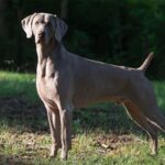 Weimaraner standing in a grassy field.