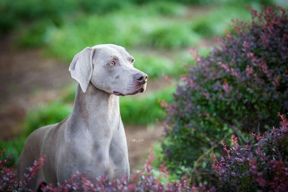 A Weimaraner dog standing in front of bushes.