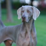 A Weimaraner standing gracefully in the grassy field.