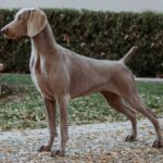 Weimaraner standing on sidewalk by brick wall.