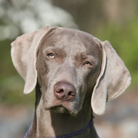 Close-up head photo of a Weimaraner.