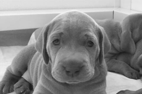 Find a Breeder or Rescue