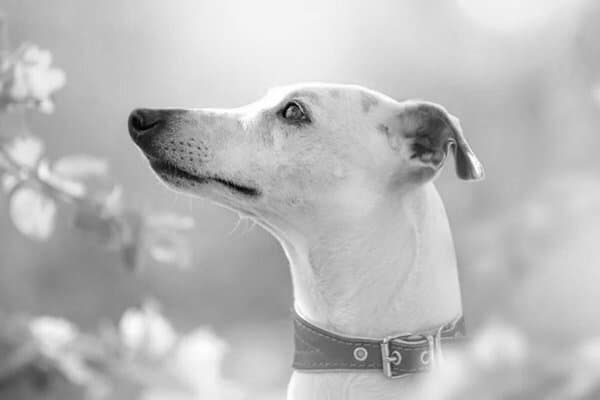 Find a Breeder or Rescue