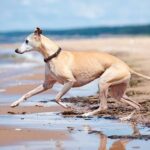 Whippet running into the ocean.
