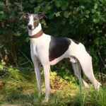 Whippet standing outside, on the grass.