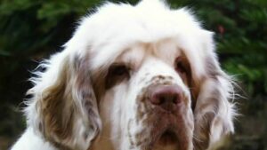 Clumber Spaniel