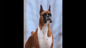 Boxer