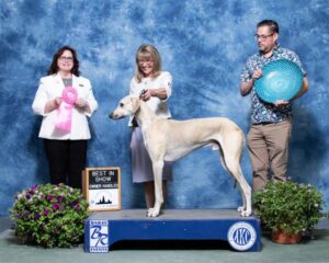Owner Handler Daniela Bruhwiler at Windy City 2022 Einas Hound Specialty Best in Show NOHS
