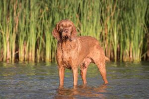 Coat and Color of the Wirehaired Vizsla