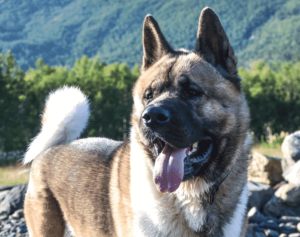 akita head photo