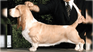 Basset Hound stacked on a dog show podium