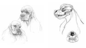 Judging the Cocker Spaniel
