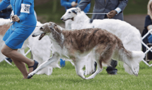 Solving The Borzoi Puzzle | Allowing the Pieces to Fall into Place