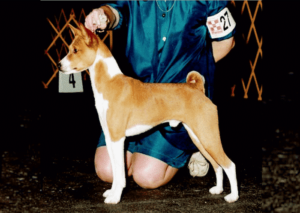 Judging the Basenji