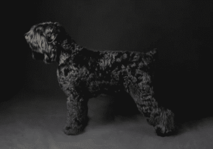 black russian terrier